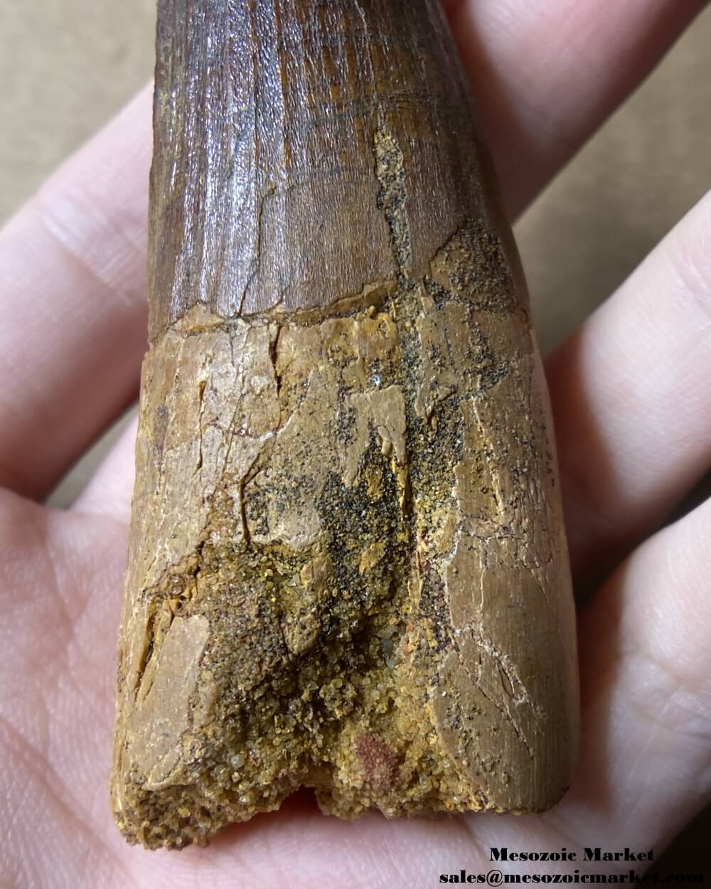 An image of a large fossilized tooth from a spinosaurid dinosaur. #MAR96188-6