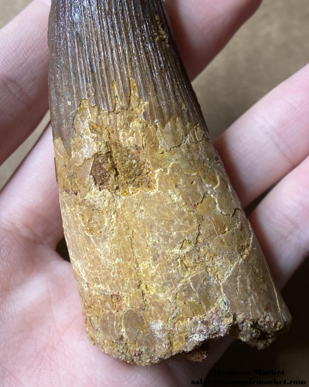 An image of a large fossilized tooth from a spinosaurid dinosaur. #MAR96188-7