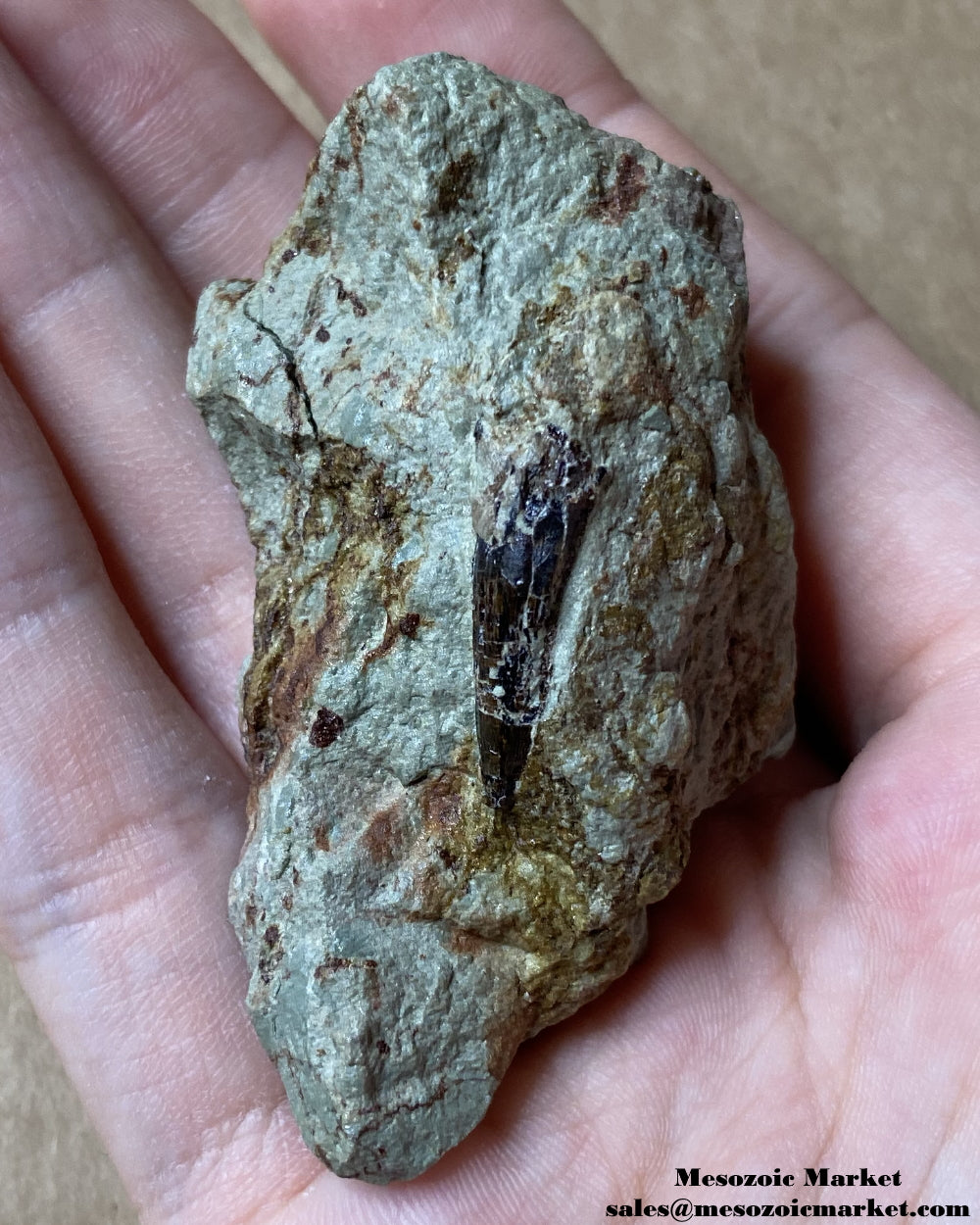 Fossilized dinosaur tooth of a baby Dekkar Spinosaurus theropod on original matrix. #MAR98451-1