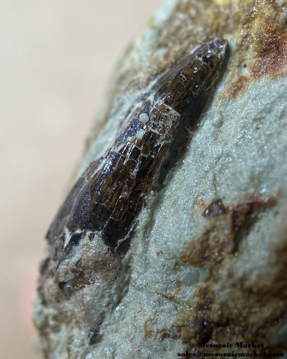 Fossilized dinosaur tooth of a baby Dekkar Spinosaurus theropod on original matrix. #MAR98451-5