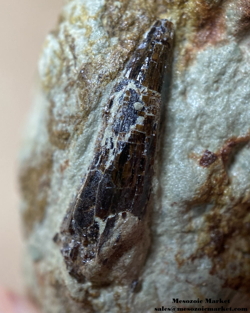 Fossilized dinosaur tooth of a baby Dekkar Spinosaurus theropod on original matrix. #MAR98451-6