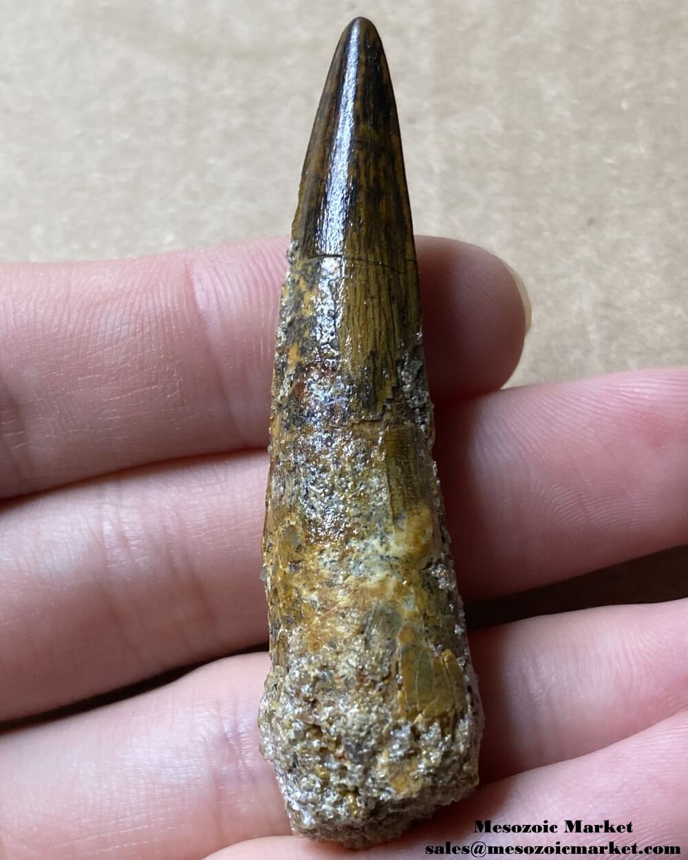 An image of a fossilized tooth from a spinosaurid dinosaur.