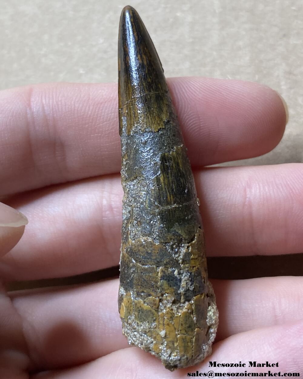 An image of a fossilized tooth from a spinosaurid dinosaur.