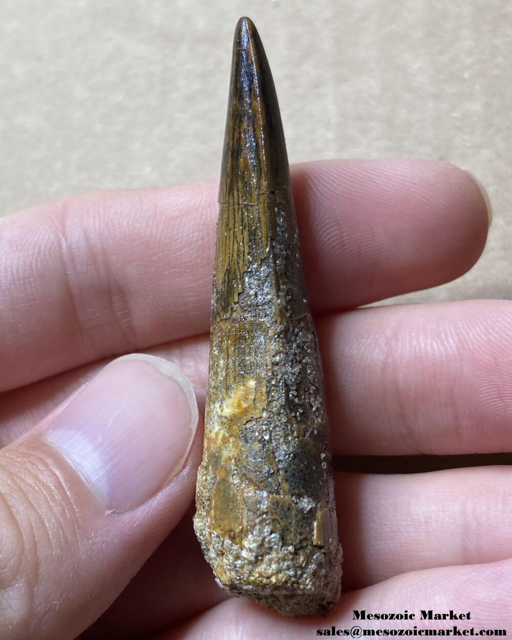 An image of a fossilized tooth from a spinosaurid dinosaur.