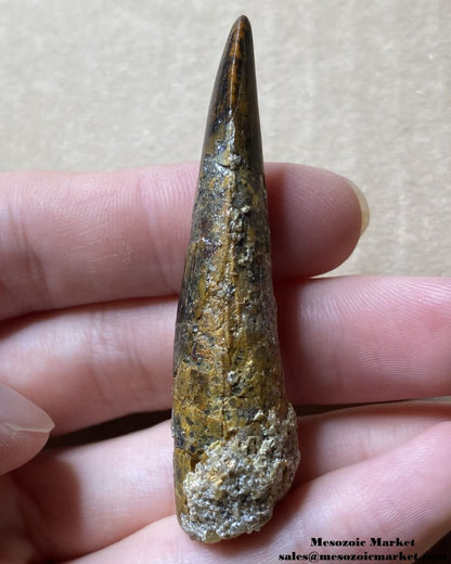 An image of a fossilized tooth from a spinosaurid dinosaur.