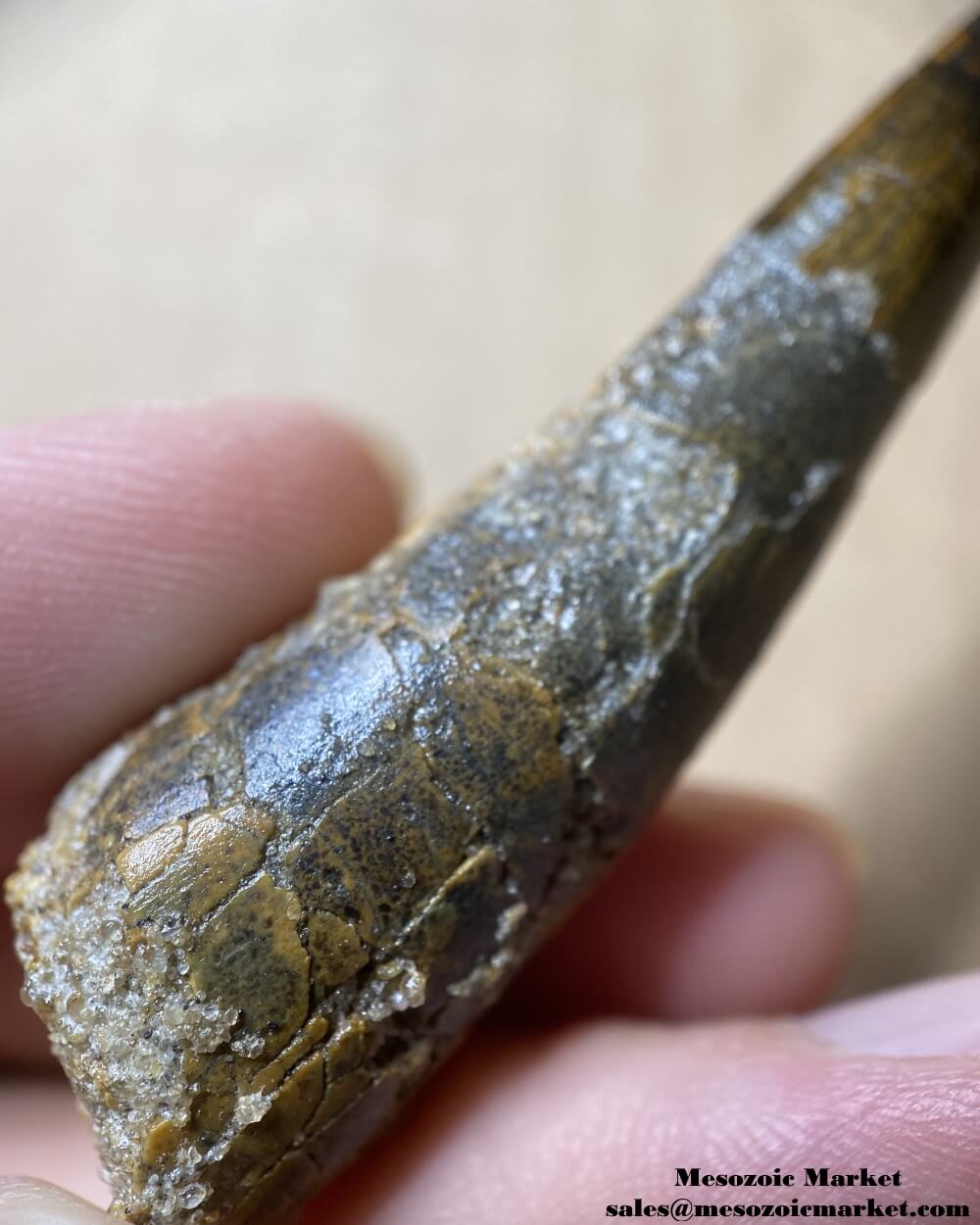 An image of a closeup view of a fossilized tooth of a spinosaurid dinosaur.