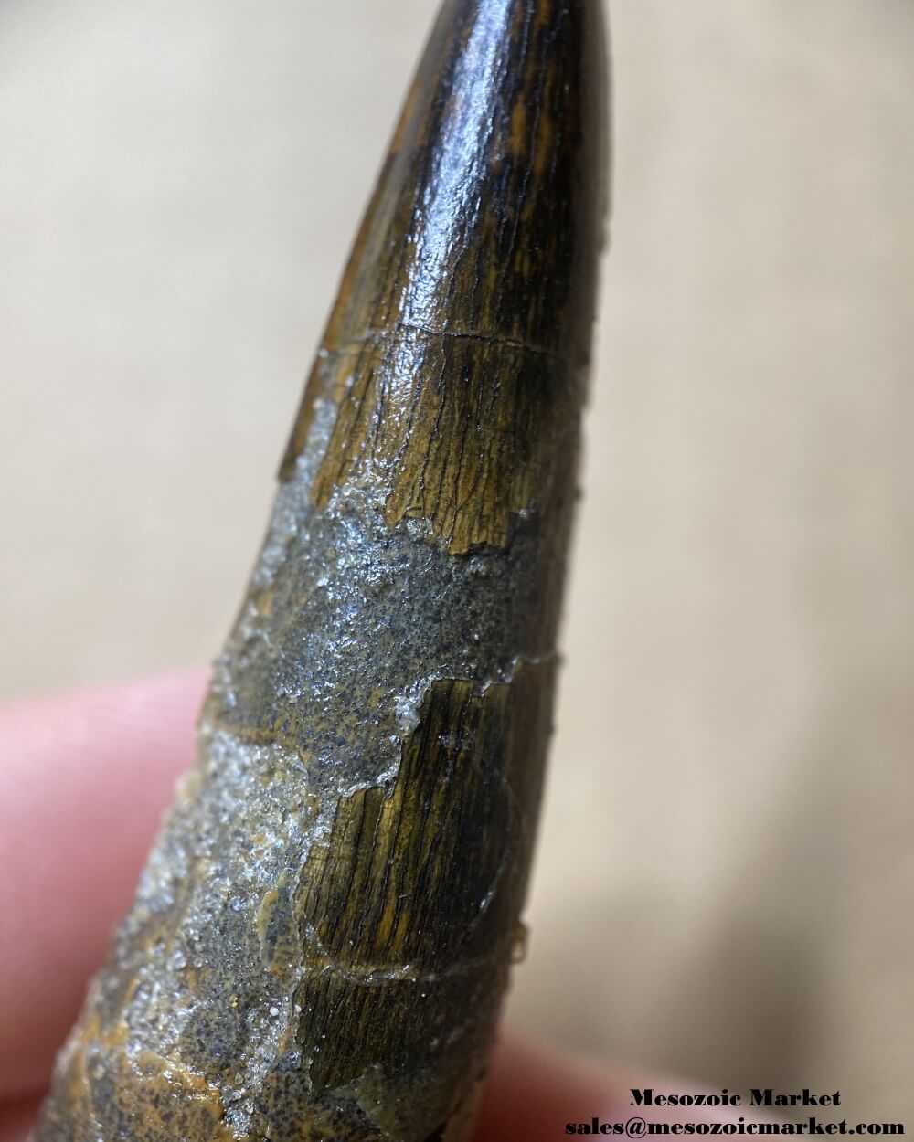 An image of a closeup view of a fossilized tooth of a spinosaurid dinosaur.