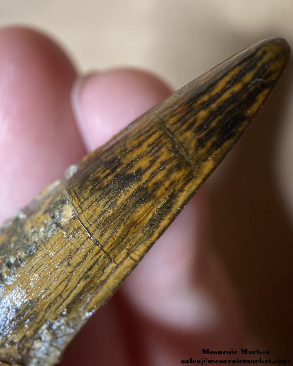 An image of a closeup view of the tip of a fossilized tooth of a spinosaurid dinosaur.