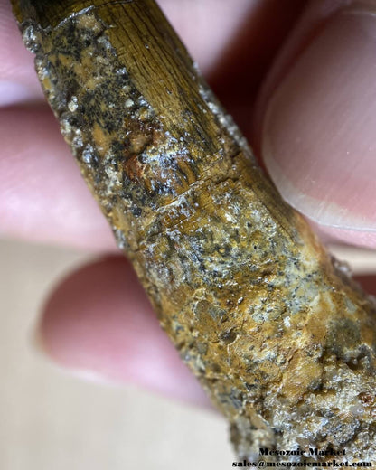 An image of a closeup view of a fossilized tooth of a spinosaurid dinosaur.