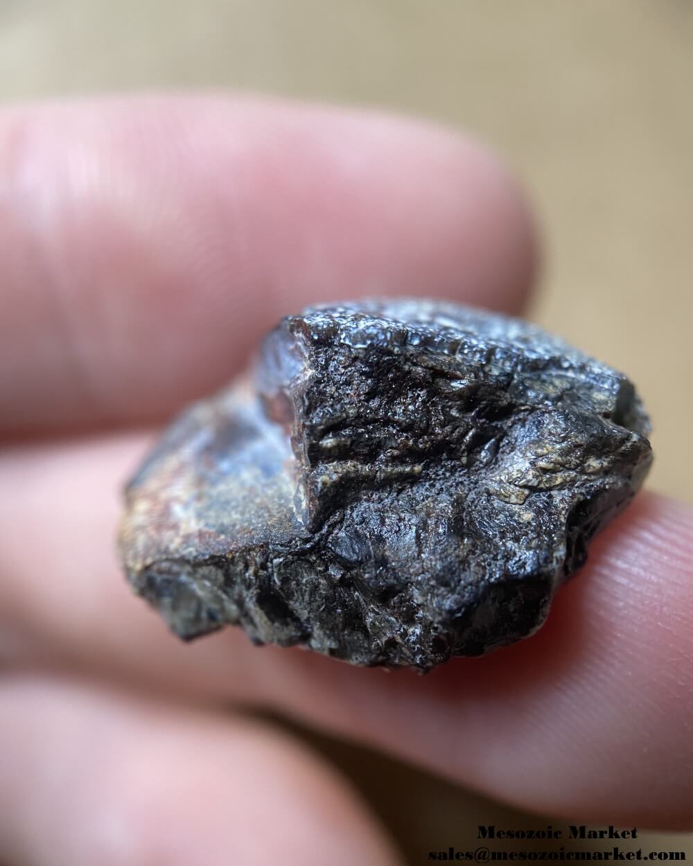 An image of a closeup view of a fossilized tooth fragment from a sauropod dinosaur.