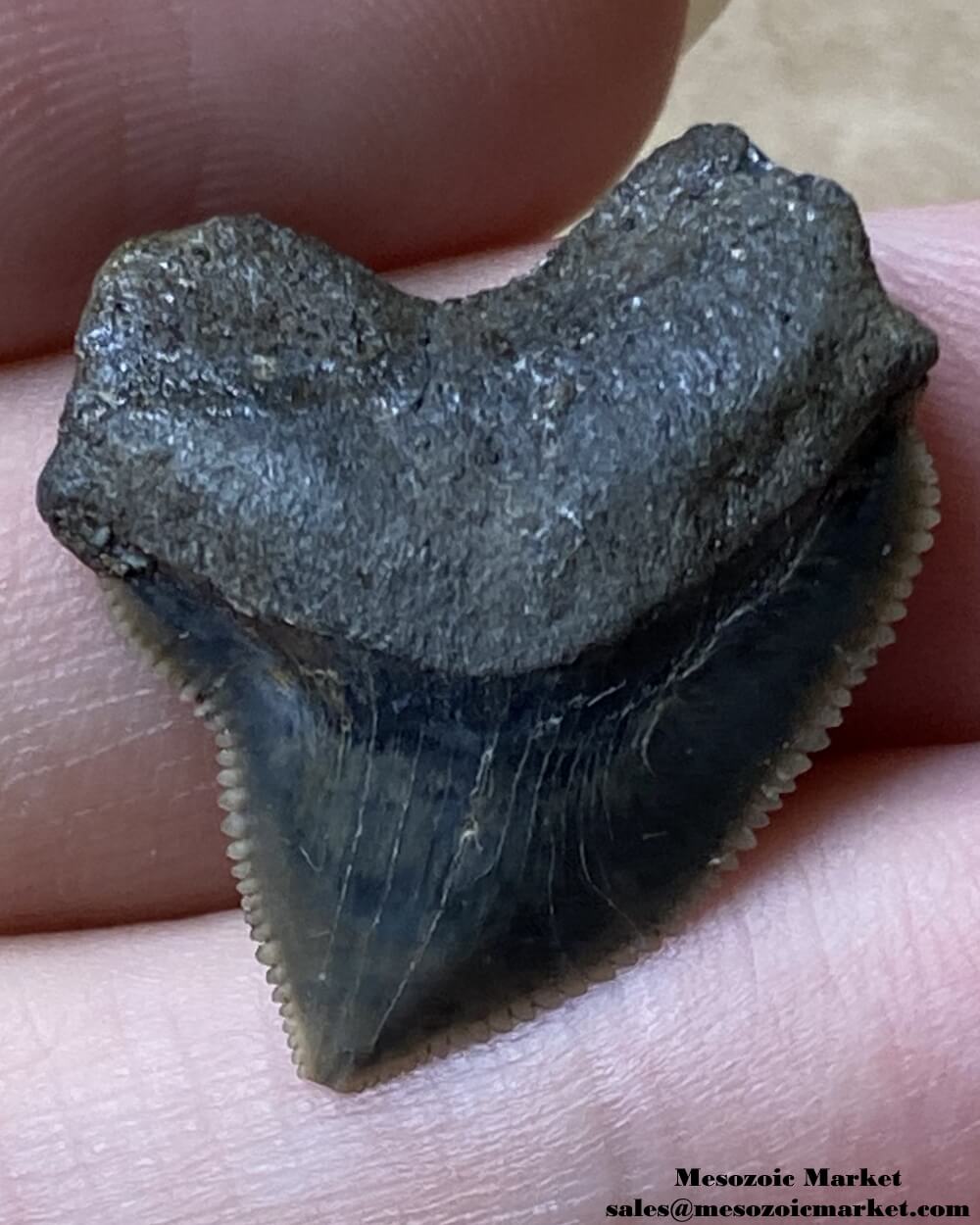 Fossilized shark tooth from a Squalicorax pristodontus. #MAR02163-1