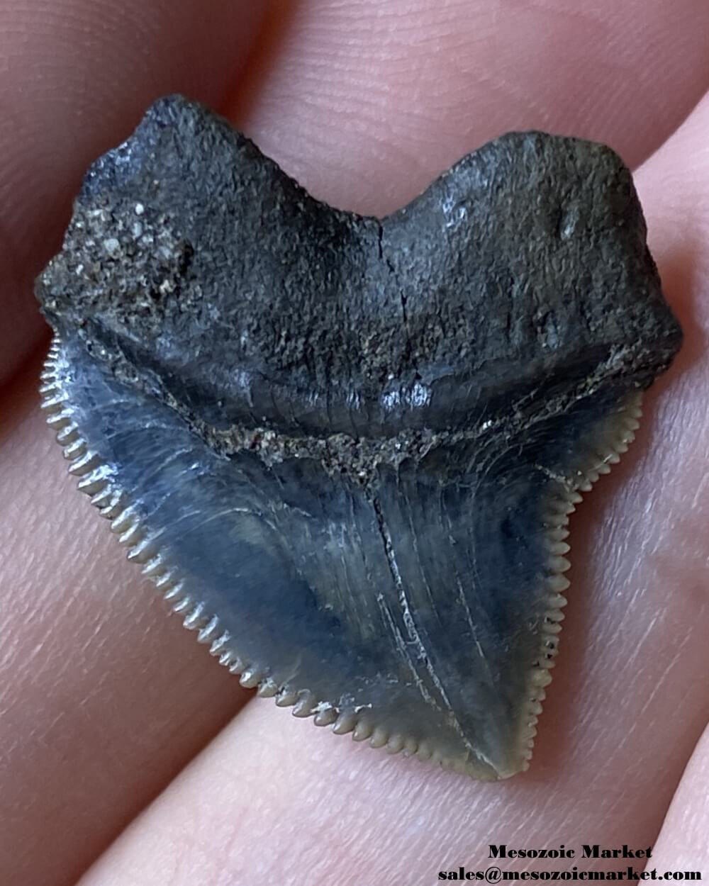 Fossilized shark tooth from a Squalicorax pristodontus. #MAR02163-2