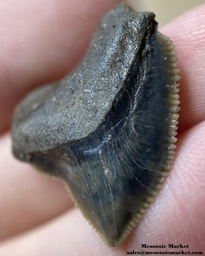 Fossilized shark tooth from a Squalicorax pristodontus. #MAR02163-3