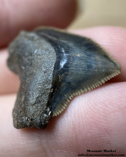 Fossilized shark tooth from a Squalicorax pristodontus. #MAR02163-4