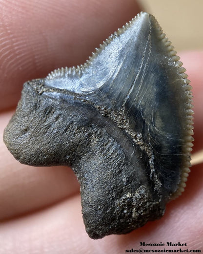 Fossilized shark tooth from a Squalicorax pristodontus. #MAR02163-5