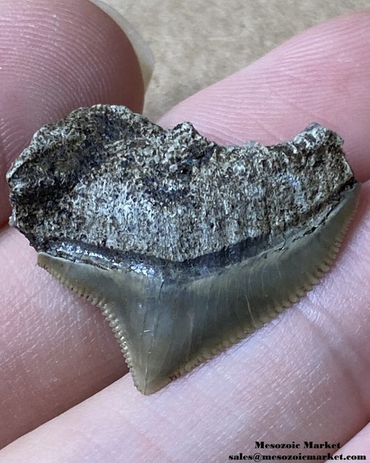 Fossilized shark tooth from a Squalicorax pristodontus. #MAR04248-1