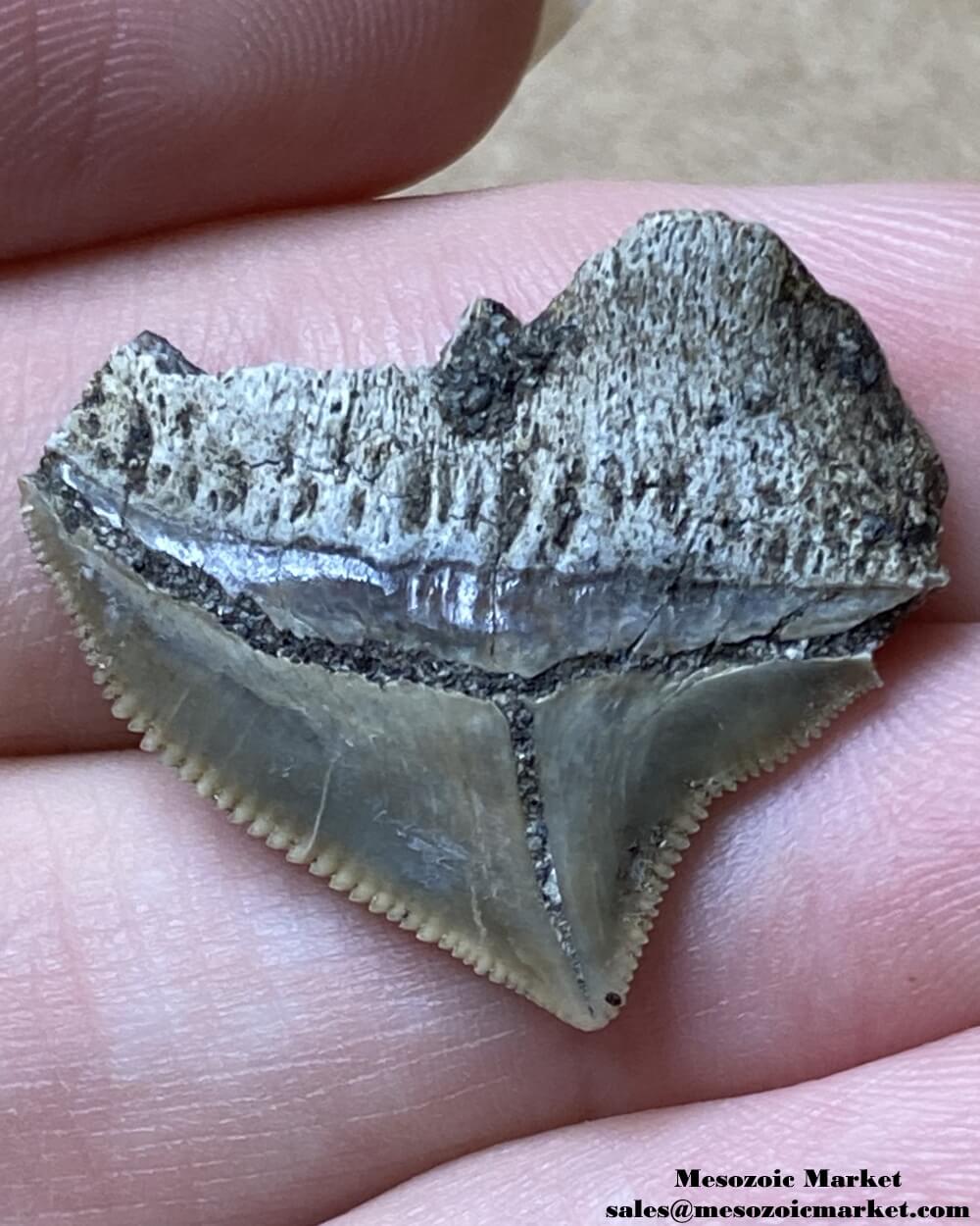 Fossilized shark tooth from a Squalicorax pristodontus. #MAR04248-2