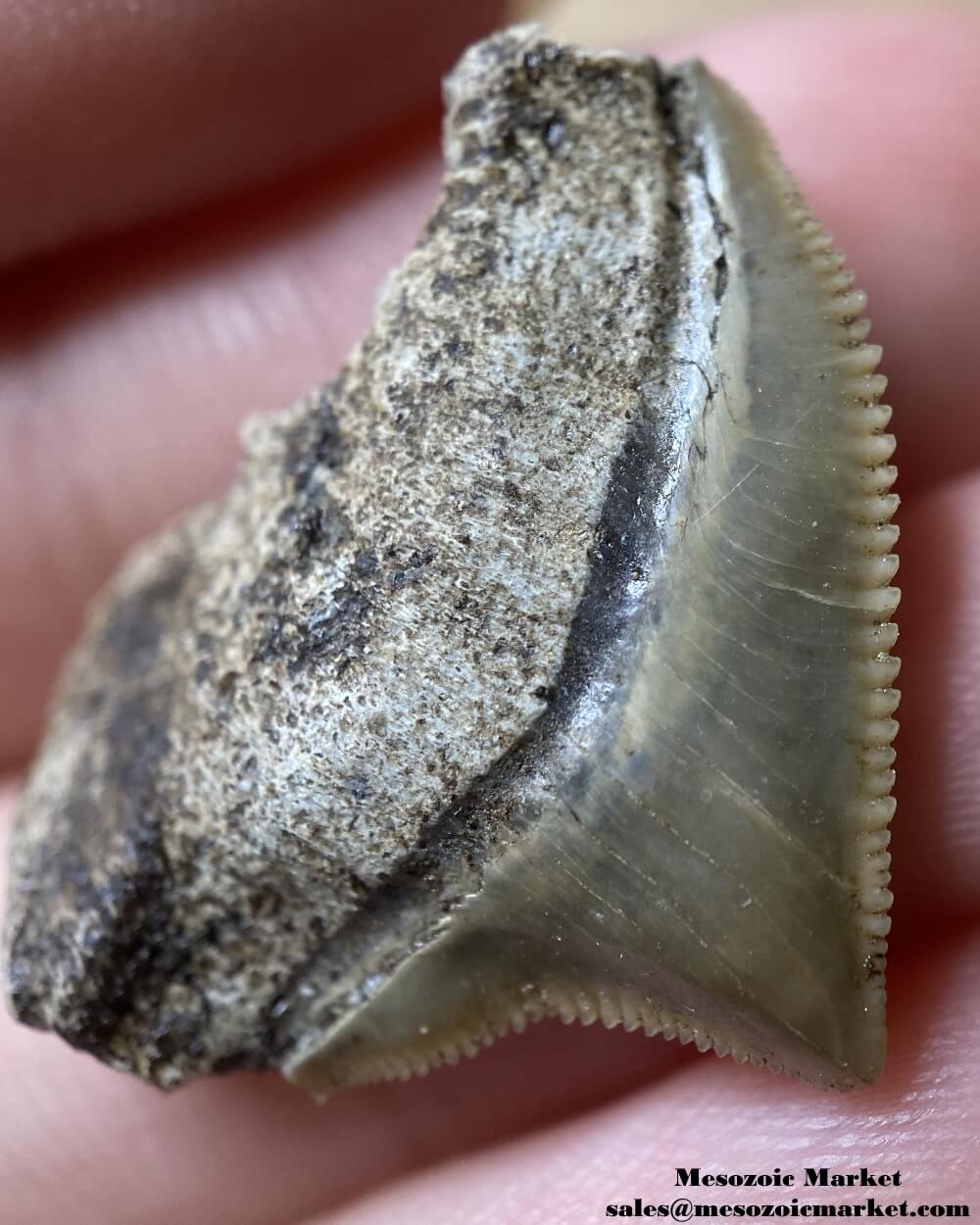 Fossilized shark tooth from a Squalicorax pristodontus. #MAR04248-3