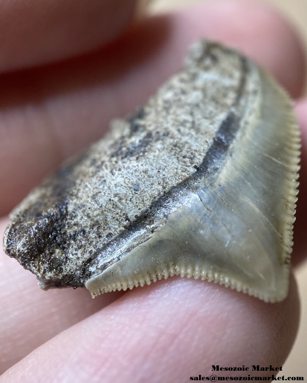 Fossilized shark tooth from a Squalicorax pristodontus. #MAR04248-4