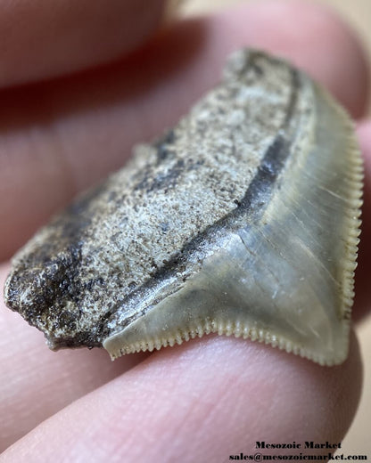 Fossilized shark tooth from a Squalicorax pristodontus. #MAR04248-4