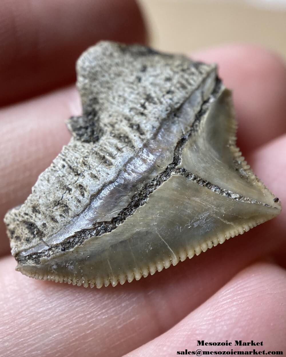 Fossilized shark tooth from a Squalicorax pristodontus. #MAR04248-5