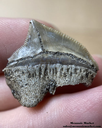 Fossilized shark tooth from a Squalicorax pristodontus. #MAR04248-6