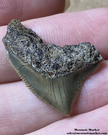 Fossilized shark tooth from a Squalicorax pristodontus. #MAR43914-1