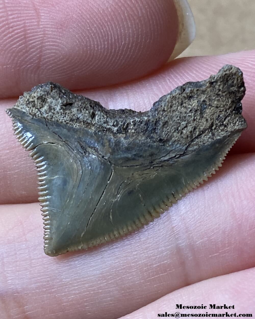 Fossilized shark tooth from a Squalicorax pristodontus. #MAR43914-2