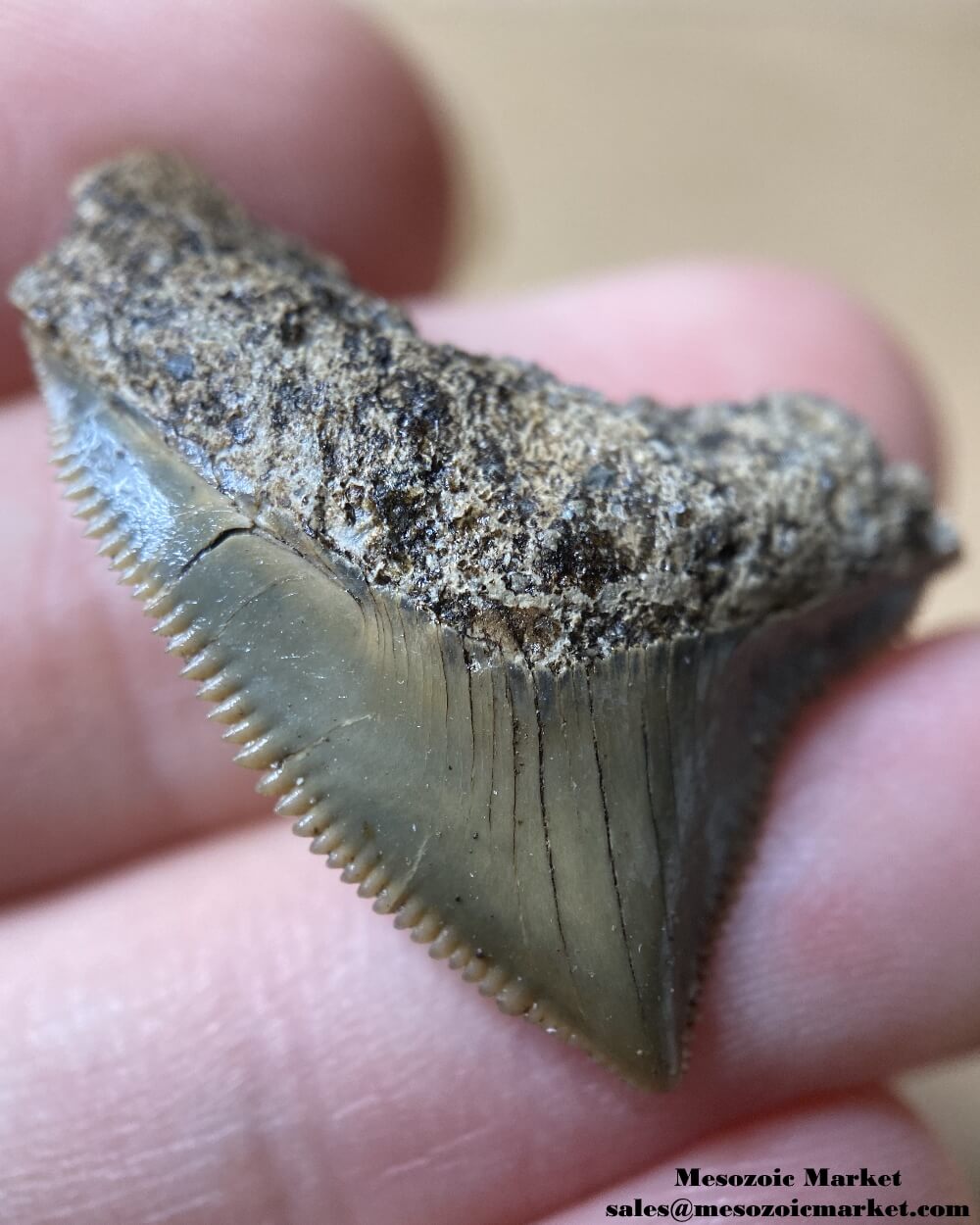 Fossilized shark tooth from a Squalicorax pristodontus. #MAR43914-3