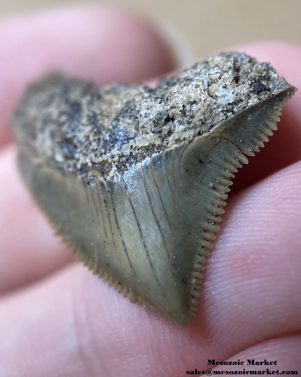 Fossilized shark tooth from a Squalicorax pristodontus. #MAR43914-4