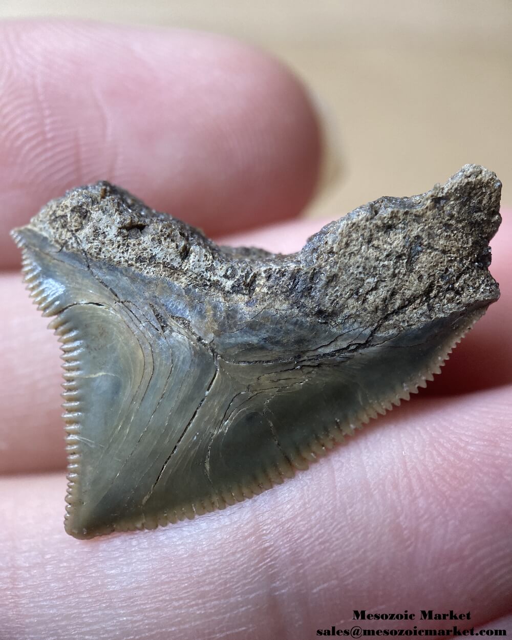 Fossilized shark tooth from a Squalicorax pristodontus. #MAR43914-5