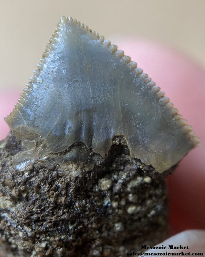 Closeup view of a fossilized shark tooth from a Squalicorax pristodontus on original matrix. #MAR67559-2