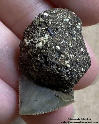 Fossilized shark tooth from a Squalicorax pristodontus on original matrix. #MAR67559-4