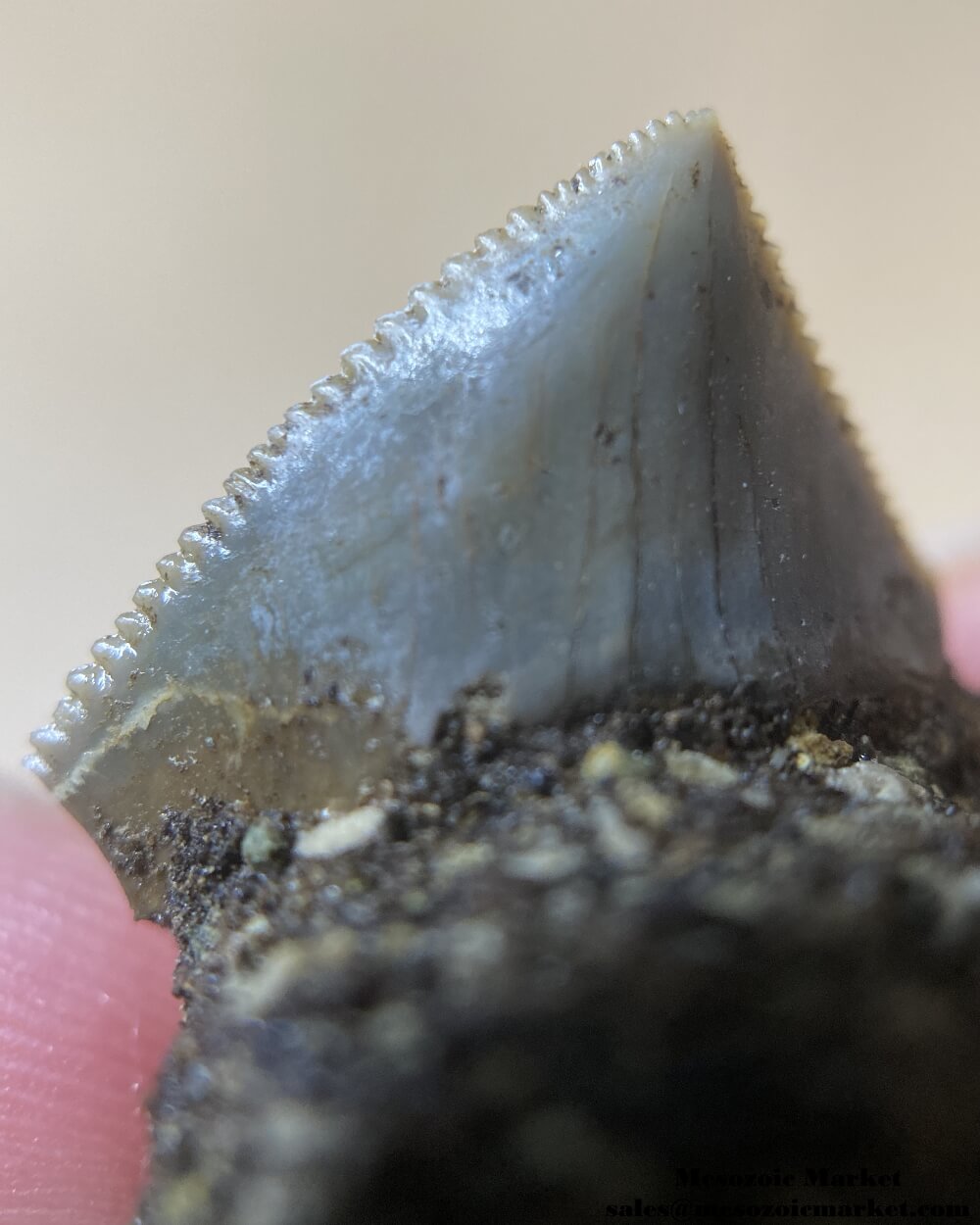 Closeup view of a fossilized shark tooth from a Squalicorax pristodontus on original matrix. #MAR67559-5