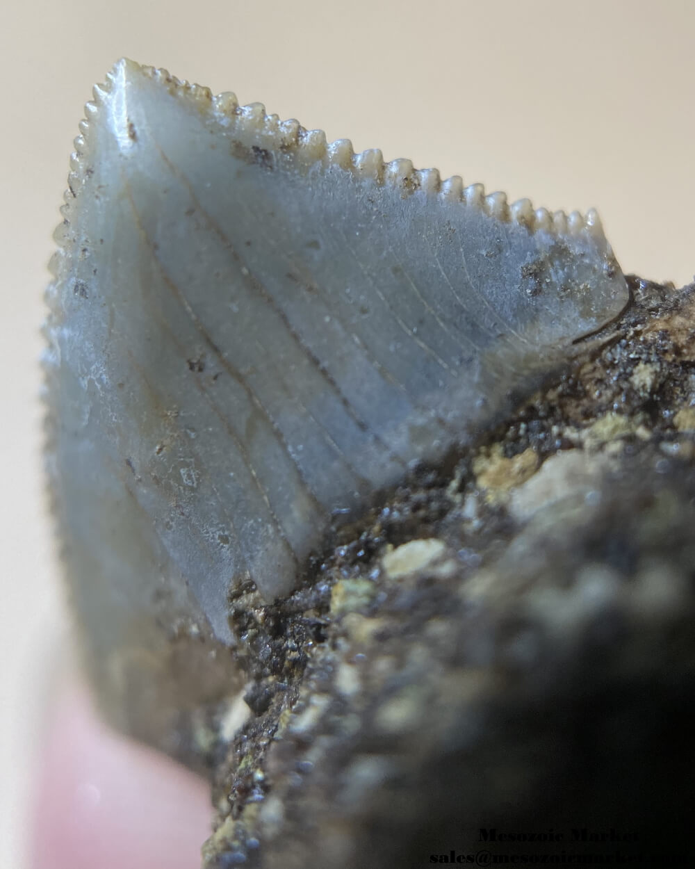 Closeup view of a fossilized shark tooth from a Squalicorax pristodontus on original matrix. #MAR67559-6