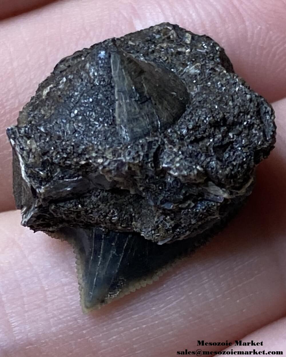 Fossilized shark tooth from a Squalicorax pristodontus on original matrix. #MAR71460-3