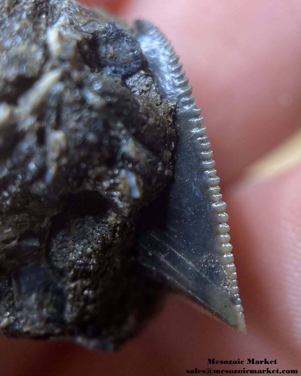 Closeup view of a fossilized shark tooth from a Squalicorax pristodontus on original matrix. #MAR71460-5