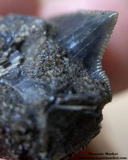 Closeup view of a fossilized shark tooth from a Squalicorax pristodontus on original matrix. #MAR71460-6