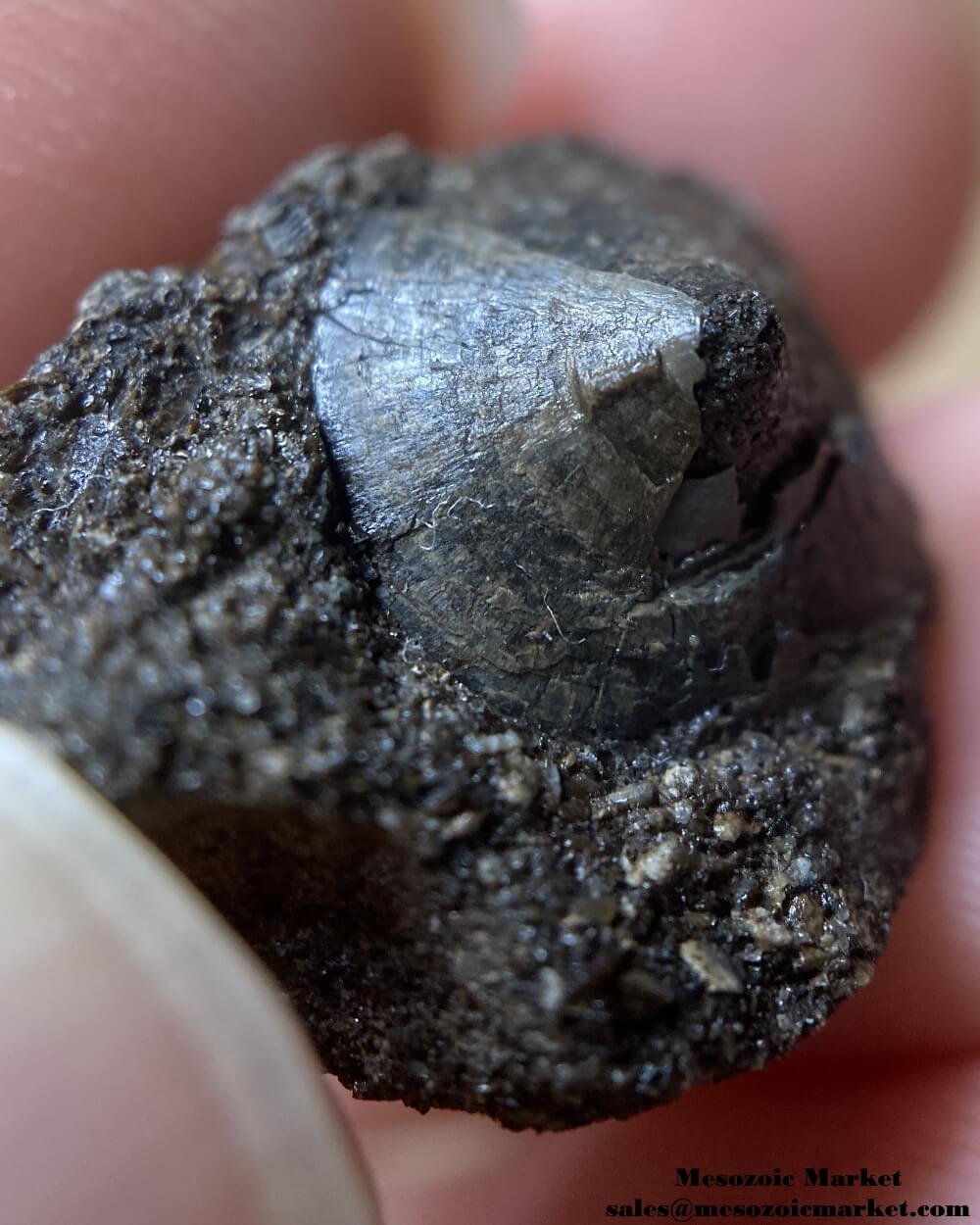 Closeup view of a fossilized fish vertebrae on original matrix. #MAR71460-7