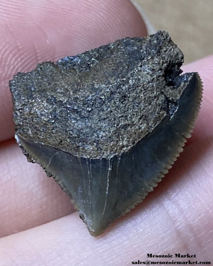 Fossilized shark tooth from a Squalicorax pristodontus. #MAR72437-1