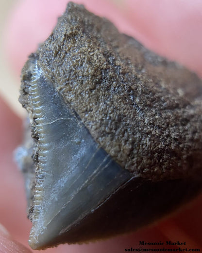 Closeup view of a fossilized shark tooth from a Squalicorax pristodontus. #MAR72437-2