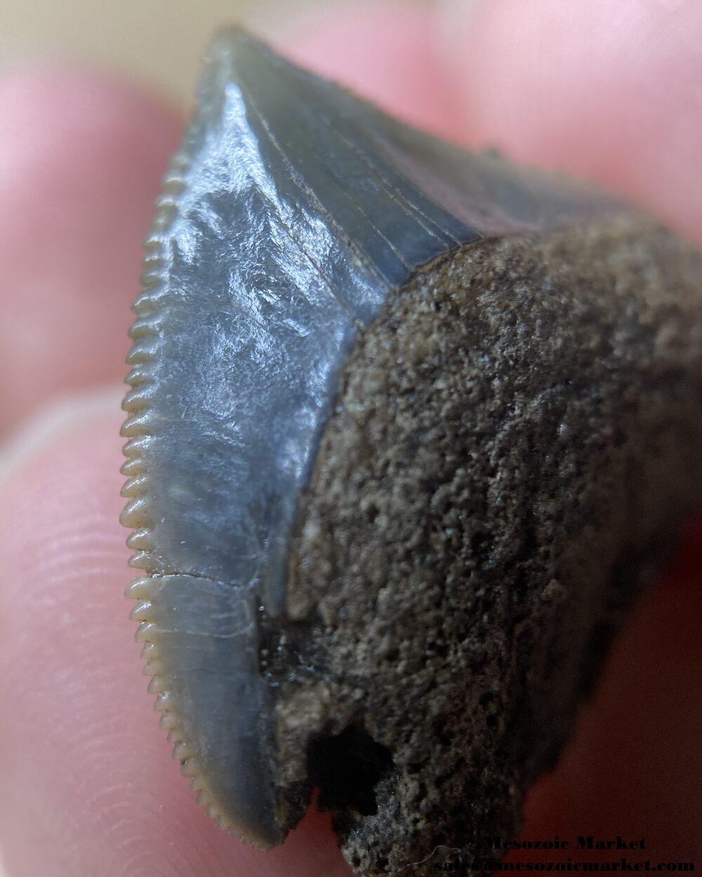 Closeup view of a fossilized shark tooth from a Squalicorax pristodontus. #MAR72437-3