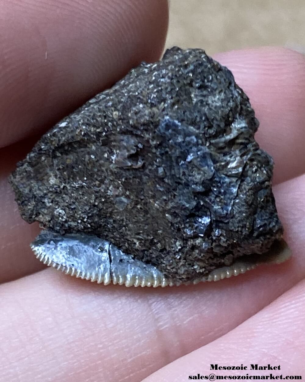 Fossilized shark tooth from a Squalicorax pristodontus. #MAR72437-4