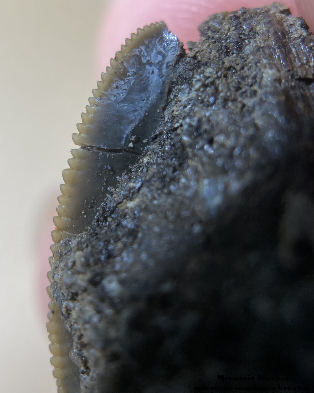 Serrations of a fossilized shark tooth from a Squalicorax pristodontus. #MAR72437-5