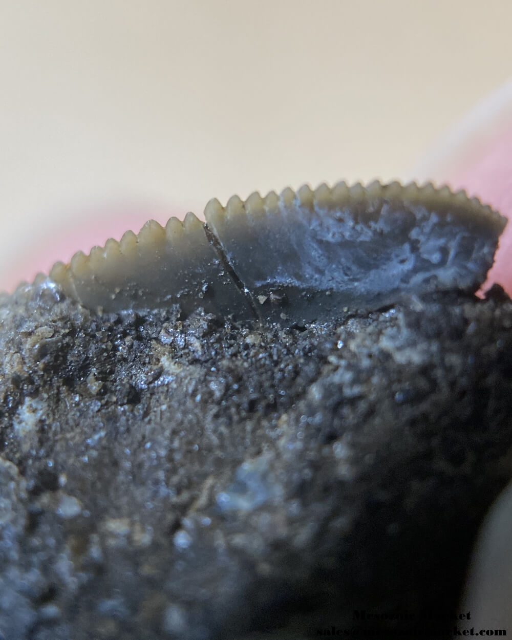 Serrations of a fossilized shark tooth from a Squalicorax pristodontus. #MAR72437-6