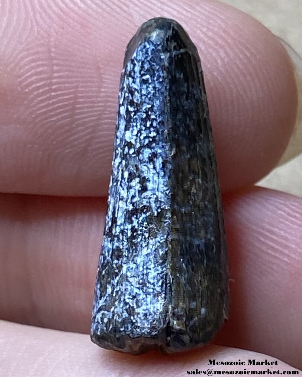 An image of a Suchomimus dinosaur tooth.