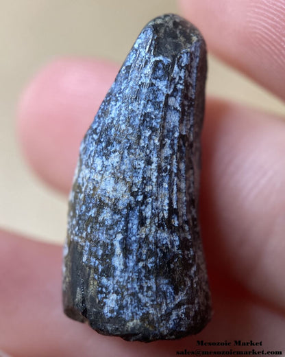 An image of a Suchomimus dinosaur tooth.