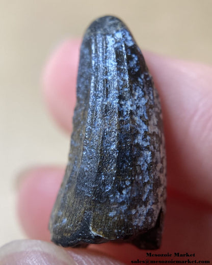 An image of a Suchomimus dinosaur tooth.