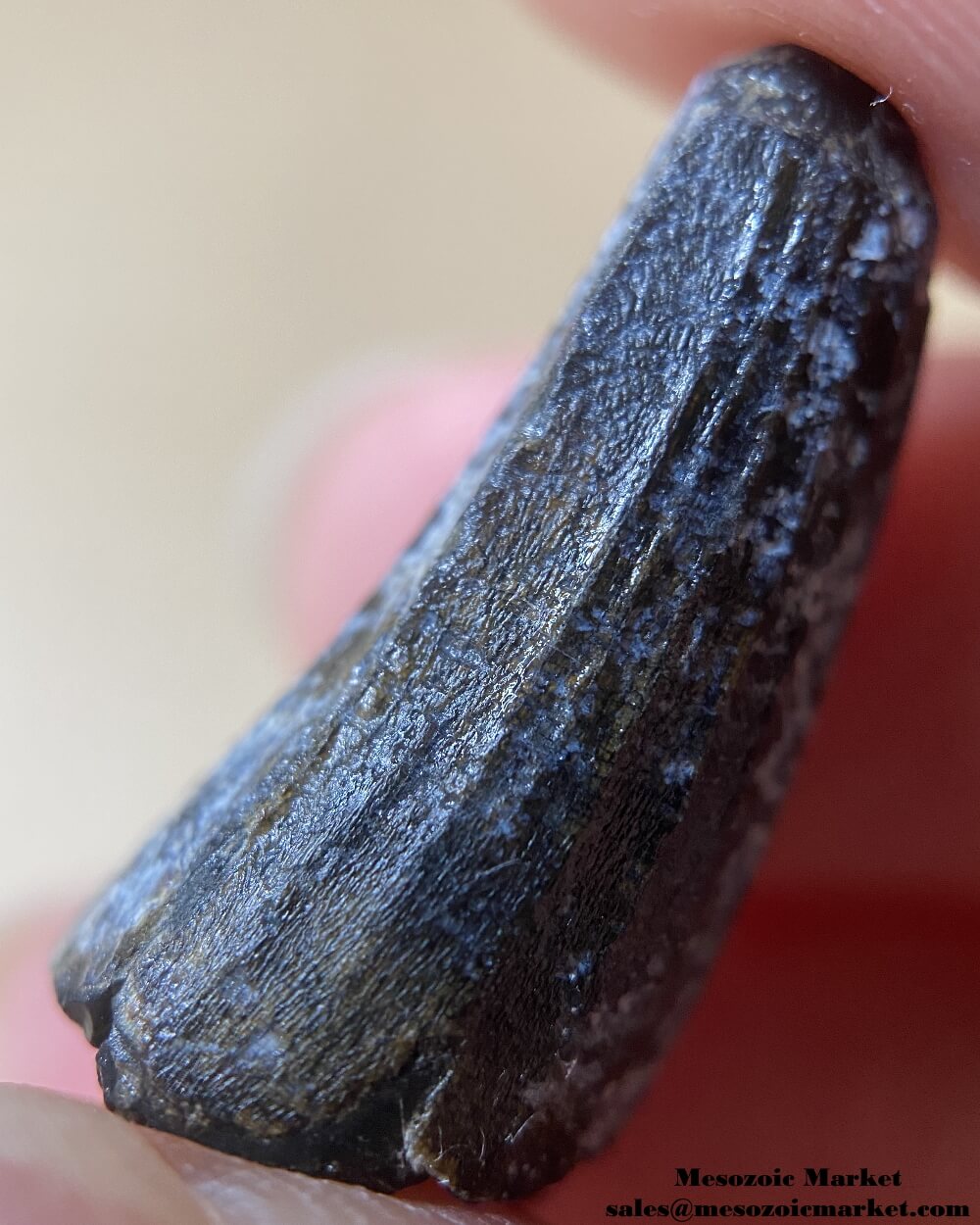 An image of a Suchomimus dinosaur tooth.