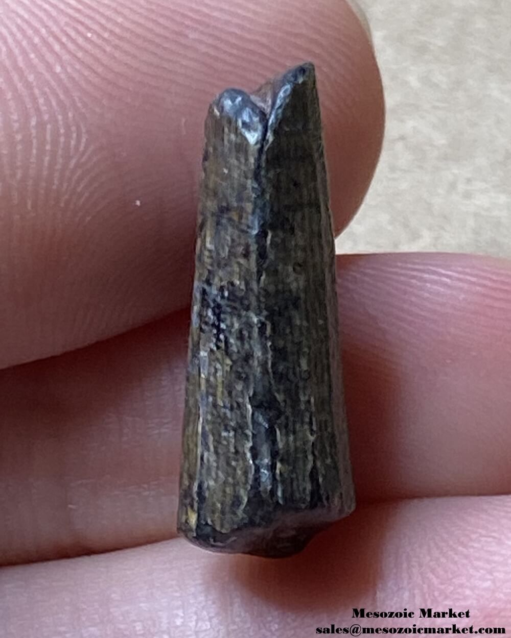 An image of a small and worn Suchomimus tooth.